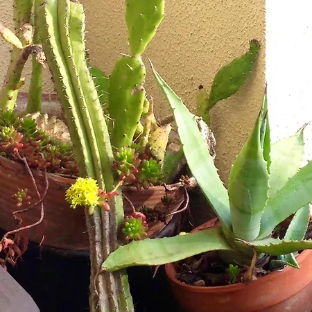 Spacieux A Avec Jardin, 78 M² Appartement Montpellier