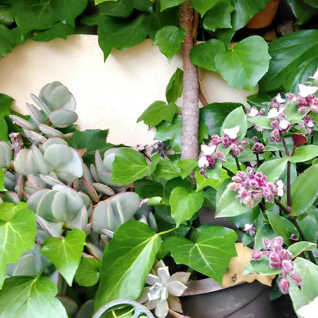 Spacieux A Avec Jardin, 78 M² Montpellier