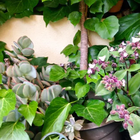 Appartamento Spacieux à Avec Jardin, 78 M² *
