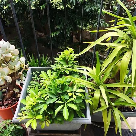 Spacieux à Avec Jardin, 78 M² Montpellier