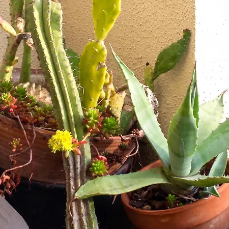 Appartamento Spacieux à Avec Jardin, 78 M²