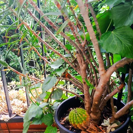 Spacieux à Avec Jardin, 78 M² * Montpellier